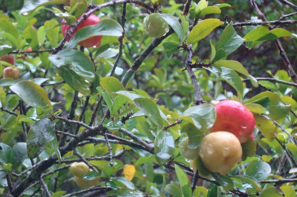 Pomares